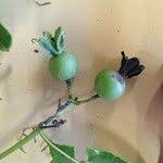 Image result for Leptactina arborescens