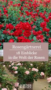 Gartenreportage Topfrosen Bild 6 In 2020 Gartnerei Pflanzen Garten