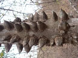 Image result for Zanthoxylum chalybeum