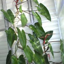 Philodendron erubescens ( blushing philodendron ). Tropiki Na Podokonnike