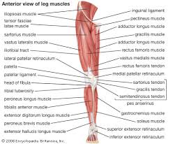 The iliopsoas muscle flexes your hip, bends your trunk towards your thigh and rotates your thigh bone. Quadriceps Femoris Muscle Anatomy Britannica
