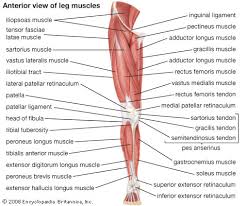 Muscles in the anterior compartment of the leg. Quadriceps Femoris Muscle Anatomy Britannica