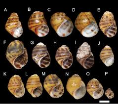 Image result for Tinnea vesiculosa