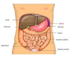 In ce parte se afla glanda hipofiza? De Ce MÄƒ Doare Splina Centrul Sens Medica