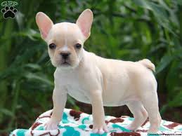 Check spelling or type a new query. French Bulldog Dachshund Mix Puppies For Sale Pets Lovers