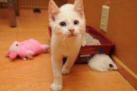 The cat might feel that the box is too small, too dirty, or in an unacceptable location (too noisy or exposed, for example). What To Do When Your Cat Poops Outside The Box Dr Sophia Yin