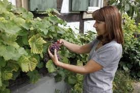 Was gibt es schöneres als frische weintrauben aus seinem garten ernten zu können und genüsslich zu verzehren? Weinreben Anbau Pflege Und Tipps Mein Schoner Garten