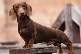 Interested in finding out more about the dachshund? The Full List Of Dachshund Rescues 2021 Usa Europe