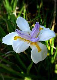 Dietes Iridioides African Iris Fortnight Iris African Iris Dietes Flax Flowers