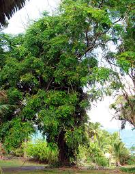 Image result for Tragia adenanthera