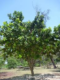 Image result for Calophyllum inophyllum
