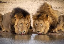 The löwen were once kings of a jungle area somewhere in africa, but were captured and forced to fight in the gladiatorial arena by the ancient romans. Kalahari Lowen Konigliche Uberlebenskunstler Der Wuste