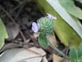 Image result for Nelsonia canescens