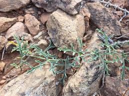 Image result for Kedrostis capensis