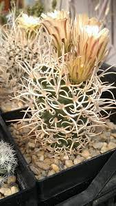 Order today with free shipping. Navajoa Peeblesiana Var Fickeisenii Cacti And Succulents Succulent Species Cactus Decor