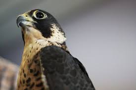 Find out how different species in the state are coping with human development and climate change in the latest state of the birds report. The Massachusetts Birds Of Prey Rehab Facility Offering A Second Chance At Flight For Natures Most Majestic Creatures Masslive Com