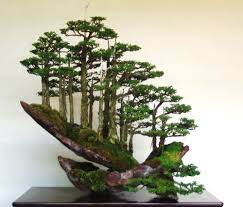 Dsc02480 Bonsai Forest Bonsai Tree Bonsai