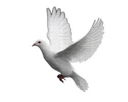 Bird Birds Animal Animals Dove Doves Animation Gif Jitter Bug Girl Bird Gif Bird Free Gif Images