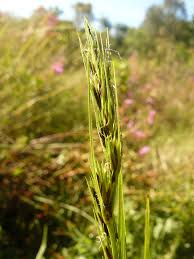 Image result for Loudetia simplex