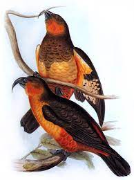 Norfolk Kaka John Gould List Of Recently Extinct Birds Wikipedia Extinct Animals Pretty Birds Extinct Birds