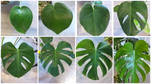 First, your plant might be too young. Monstera Leaf Evolution Started With Three Leaves About 4 Months Ago Now It Has Eight Houseplants