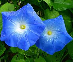 Image result for Ipomoea tricolor