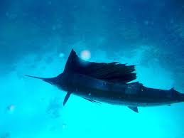 Image result for Red Marina 1992 UMM