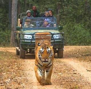 The pristine, deep Sal forests of Kanha National Park, AI generated