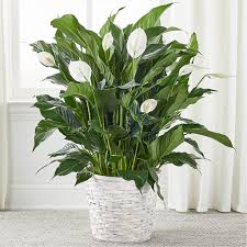 A New Leaf Peace Lily – white flower arrangement | Johnson City, NY |  Flowers By Dillenbecks
