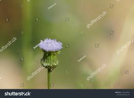 Image result for Crassocephalum rubens