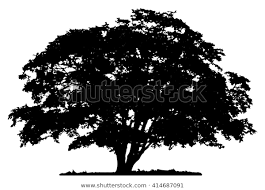 Tree Silhouette On White Background Stock Vector Royalty Free 414687091 In 2020 Oak Tree Silhouette Tree Silhouette Tree Art