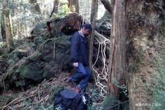 28 Best Aokigahara Forest Ideas Aokigahara Aokigahara Forest Forest