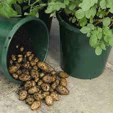 Check spelling or type a new query. If You Have A Few Buckets You Can Use Them These 13 Ways In The Garden Bucket Uses Balcony Garden Web