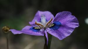 Image result for Moraea