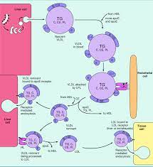 4 Metabolism Of Very Low Density Lipoprotein Vldl And Low Density Download Scientific Diagram