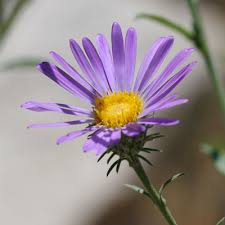 Image result for Thomandersiaceae