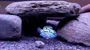 May 21, 2004 701 0 0 32 Electric Blue And Blue Gene Jack Dempsey Cichlid S P2 Youtube