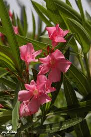 Thoughts and observations on current happenings with random photographs and pieces of life from a jordanian living in the us. Riyadh Plants Oleander Diflah