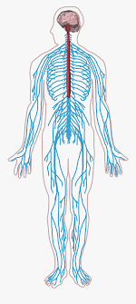 Nervous system diagram central nervous system human anatomy. Peripheral Nervous System Png Nervous System Diagram Png Free Transparent Clipart Clipartkey