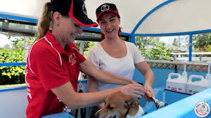 We pride ourselves on our innovative pet mobile design, solar panels, heated hydrobath tm, and our aussie pet mobile grooming service which assures a complete and comfortable experience for each pet, also don't forget to ask about the fabulous furminator. Aussie Pooch Mobile Dog Wash Grooming Franchise Ph 1300 369 369