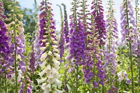 Wear gloves, as the entire plant is poisonous. Here Are Some Tips On Growing Foxgloves Ravalli Ravallirepublic Com