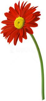Download Red Gerbera Flower Png Images Background Png Free Png Images Flower Png Images Gerbera Flower Gerbera