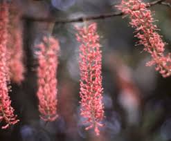 Image result for Macadamia aff. integrifolia