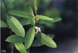 Image result for Sida veronicifolia
