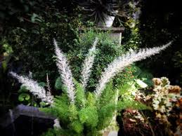 Asparagus densiflorus 'myersii' grows to about 2' tall, with the plumes arching slightly with age. Plantfiles Pictures Asparagus Foxtail Fern Myersii Asparagus Densiflorus By Kell