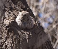 Eastern Screech Owl Monitoring Citizen Science Training Connecting People Birds And Land For A Healthy World