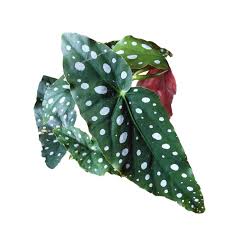 Begonia Maculata Wightii 4 Illexotics Begonia Maculata Begonia Anthurium