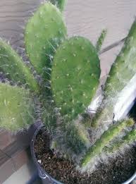 The cactus community on reddit. Prickly Pear Snow Opuntia Species Cactus Plants Indoor Plants Plant Collection