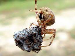 It dives for food, primarily mollusks and crustaceans. Oklahoma Spiders Pictures And Spider Identification Green Nature