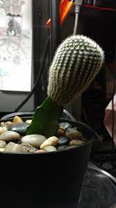 Cacti are ideal for grafting because they graft pretty easily. My Grafted Cactus Is Growing Roots Can I Seperate Them And Make Two Separate Cacti If So How Do I Go About Doing It Without Damaging The Plant Succulents